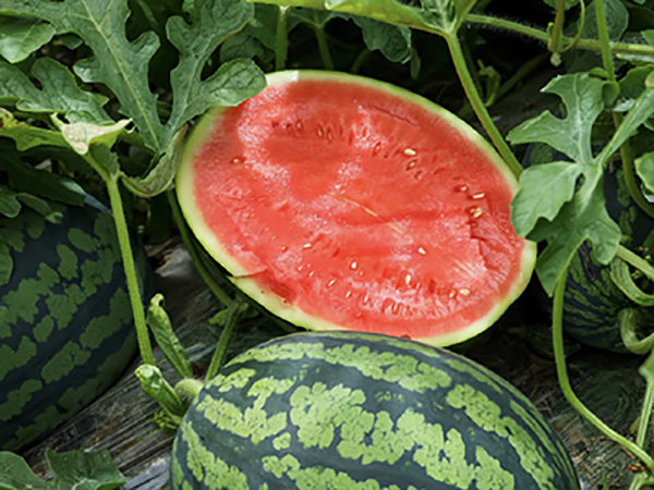 Active Collagen Peptides_10