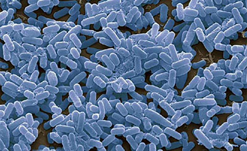 Biocontrole microbiano na agricultura Principais microrganismos e o poder dos cons&oacute;rcios microbianos para prote&ccedil;&atilde;o sustent&aacute;vel de culturas_01