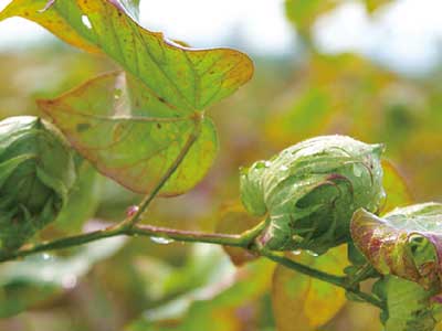 Natural Rooting and Stress Resistant Active Solution Fertilizer
