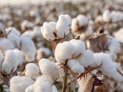 Specialty Crops