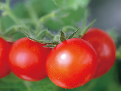 High Concentration Hydrolysate Fertilizer of Microbial Protein