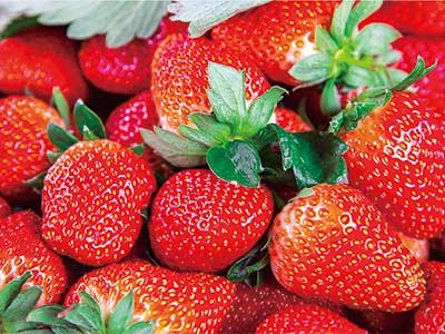 Plant Anti-Stress Immune Protein Solution Fertilizer_06