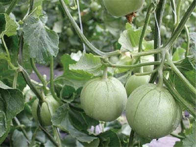 High Efficiency Flower Promoter Fertilizer_10