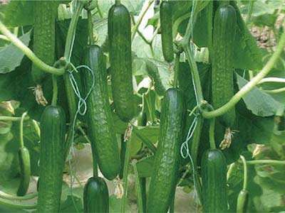 High-Efficiency Rooting And Growth-Promoting Fermented Solution Fertilizer_04