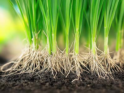 High Concentration Fulvic Acid Active Solution Fertilizer_04