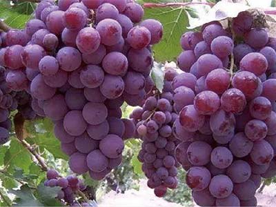 Plant Acid (Tertiary Purification Process)_08
