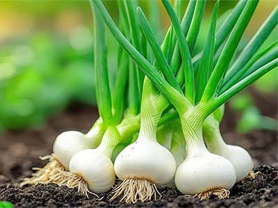 Microbial Anti-Stress Rooting Fertilizer_06