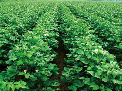 Soil Improvement And Growth Promotion Antibacterial Agent_10