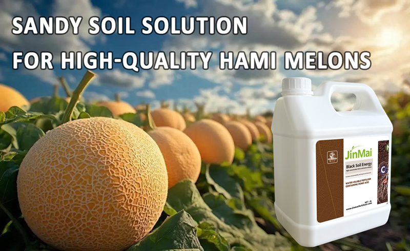 Hami Melon Cultivation in Sandy Soil_01