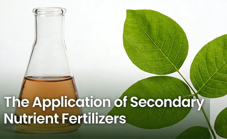 The Application of Secondary Nutrient Fertilizers in Diverse Agricultural Practices, From Conventional To Modern.jpg