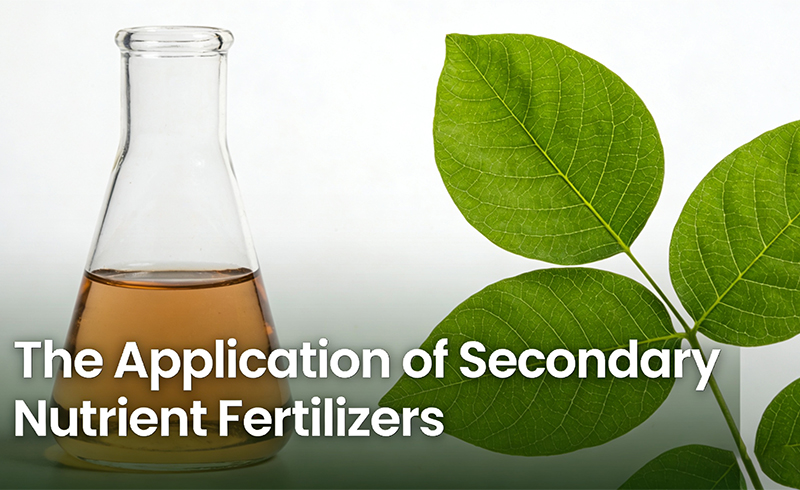 The Application of Secondary Nutrient Fertilizers in Diverse Agricultural Practices, From Conventional To Modern