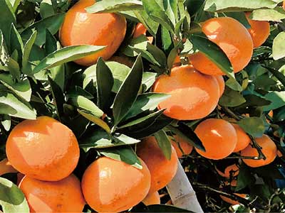 Compound Acid Glucan Calcium Boron Fertilizer