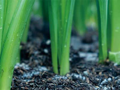 Natural Rooting and Stress Resistant Active Solution Fertilizer