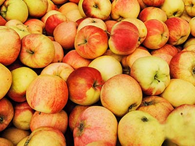 Fruit Trees