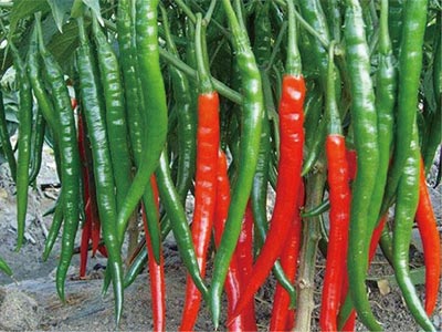 Cell Elongation Enhancing Stimulator Fertilizer_09
