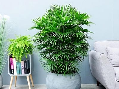 EDDHA-Fe 6% Fertilizer_10