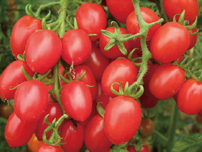 High Concentration Fulvic Acid Active Solution Fertilizer_08