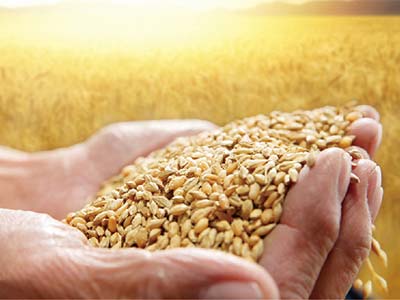 Wheat Green Leaf Yield Enhancers Fertilizer_06
