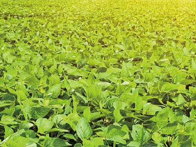 Legume Yield Enhancers Fertilizer_03
