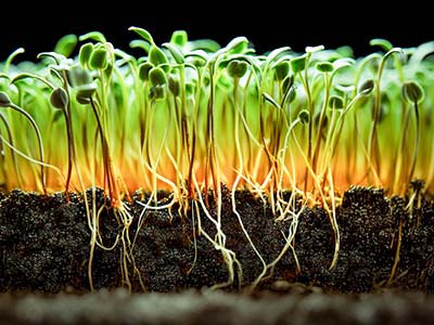 Compound Enzyme Soil Improvement Bacteria Growth Agent_05
