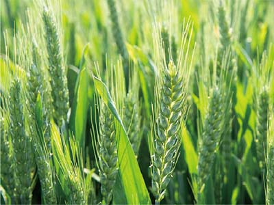 Broad-Spectrum Biocontrol Microbial Agent_04