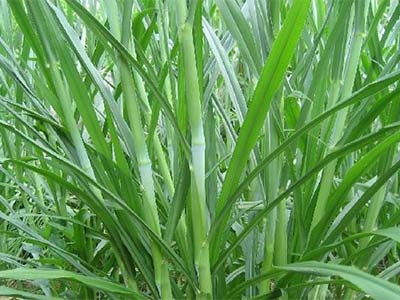Straw Silage Agent_08