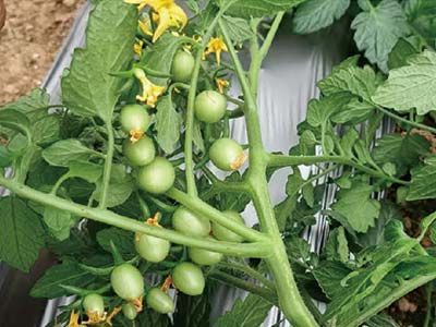 Compound Amino Acid Plant Recovery Agent Fertilizer