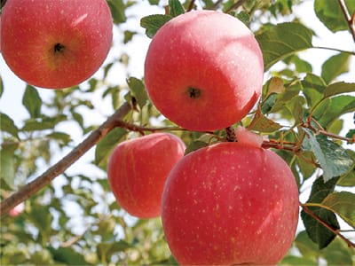 Fruit Trees