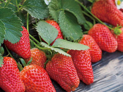 Universal Fruit Expansion Compound Biostimulant Fertilizer_05
