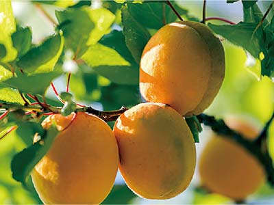 High Efficiency Plant Flower And Fruit Accelerator Fertilizer_07