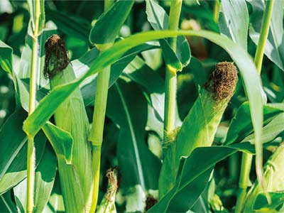 High Concentration Fulvic Acid Active Solution Fertilizer_09