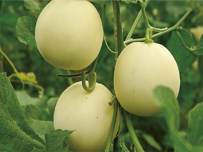 Reproductive Growth Promoter Fertilizer_11