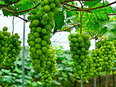 Plant DoubleShield_08