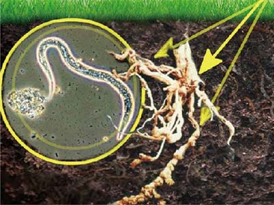 Specialized For Nematode Control_04