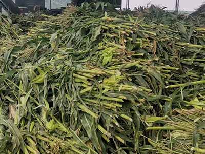 Compound Microbial Agent For Manure And Straw Decomposition_03