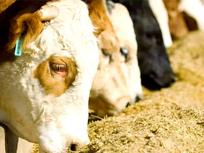 Straw Silage Agent_10