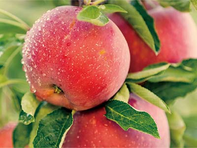 JINMAI FruitShine&reg;_04