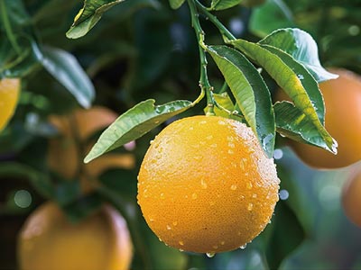 Drought-Resistant Water Retaining Agent_06