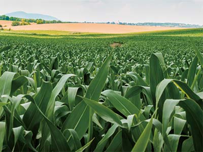 Field Crops