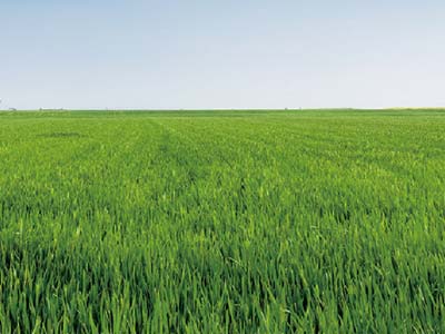 Field Crops