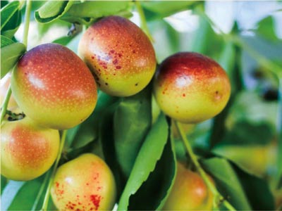 Potassium Phosphite Fertilizer