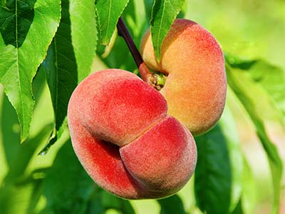 Fruit Coloring Agent Fertilizer_07
