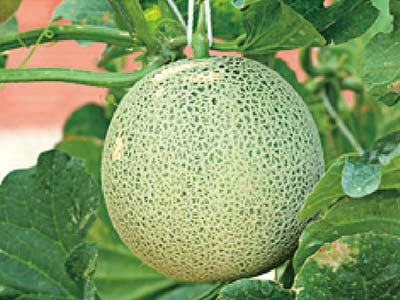 Cell Proliferation Promoter Fertilizer_11