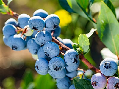 High Efficiency Plant Flower And Fruit Accelerator Fertilizer_09