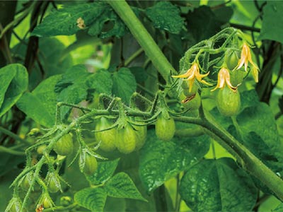 High-Efficiency Rooting And Growth-Promoting Fermented Solution Fertilizer_03