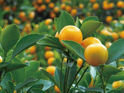 Reproductive Growth Promoter Fertilizer_04