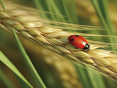 Wheat Green Leaf Yield Enhancers Fertilizer_07
