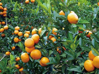 Fruit Trees