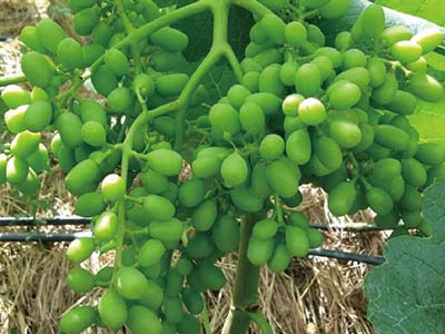 Fruits 