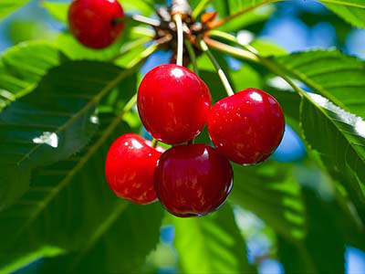 Specialty Crops
